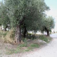 Land plot in Greece, 3503 sq.m.