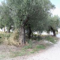Land plot in Greece, 3503 sq.m.