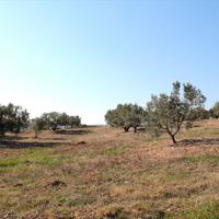 Land plot in Greece, 4000 sq.m.