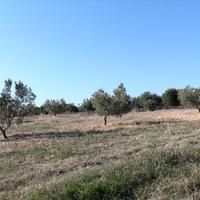 Land plot in Greece, 4000 sq.m.