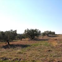 Land plot in Greece, 4000 sq.m.