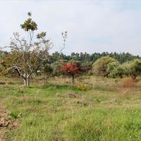 Land plot in Greece