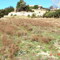 Land plot in Greece, 7000 sq.m.