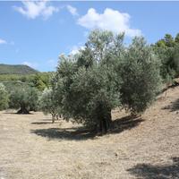 Земельный участок в Греции