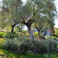 Villa in Greece, 250 sq.m.