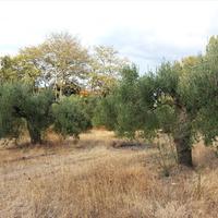 Land plot in Greece