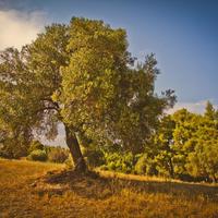 Land plot in Greece, 4238 sq.m.