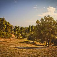 Land plot in Greece, 4238 sq.m.