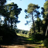 Land plot in Greece, 4238 sq.m.