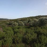 Земельный участок в Греции, 10000 кв.м.