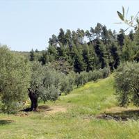 Земельный участок в Греции