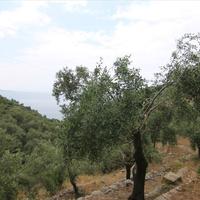 Отель (гостиница) в Греции, Ионические острова, 329 кв.м.