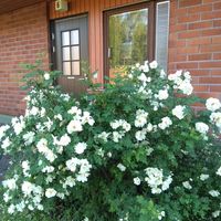 Townhouse in Finland, 34 sq.m.