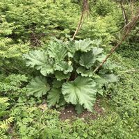 Дом в Финляндии, 55 кв.м.