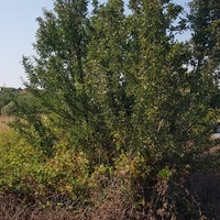 Земельный участок в Греции