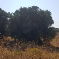 Земельный участок в Греции