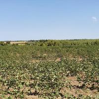 Земельный участок в Греции