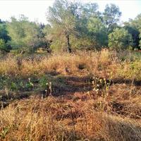 Land plot in Greece