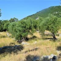 Land plot in Greece