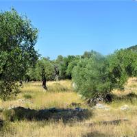 Land plot in Greece