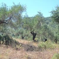Land plot in Greece