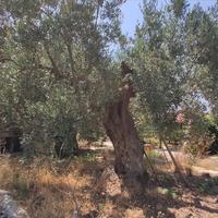 Другое в Греции, 144 кв.м.