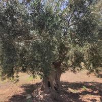 Другое в Греции, 144 кв.м.