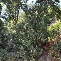 Земельный участок в Греции