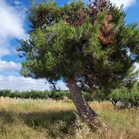 Земельный участок в Греции