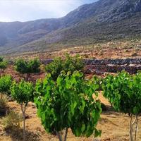 Другое в Греции, 78 кв.м.