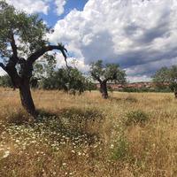 Земельный участок в Греции