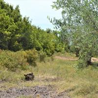 Земельный участок в Греции