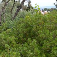 Земельный участок в Греции