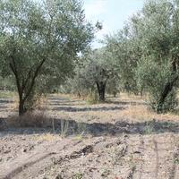 Земельный участок в Греции