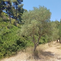 Land plot in Greece