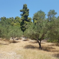 Land plot in Greece