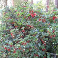 Дом в Финляндии, 54 кв.м.