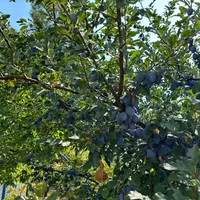 Вилла в Турции, Villa, 150 кв.м.