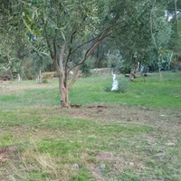 Земельный участок в Турции, Стамбул, 13600 кв.м.