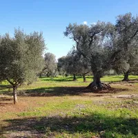 Земельный участок в Турции, Стамбул, 1568 кв.м.