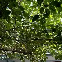 Villa in Turkey, Villa, 90 sq.ft.