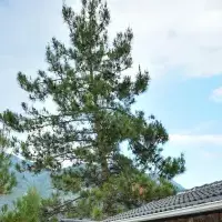 Villa in Turkey, Villa, 310 sq.ft.