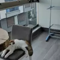 Villa in Turkey, Istanbul, 210 sq.ft.
