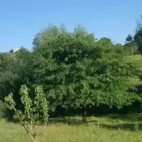 Земельный участок в Турции, Стамбул, 931 кв.фт.