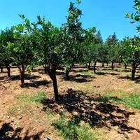 Земельный участок в Турции, Land, 1900 кв.м.