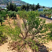 Земельный участок в Турции, Land, 1900 кв.м.