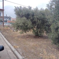 Остров в Греции, Полийирос, 1305 кв.м.