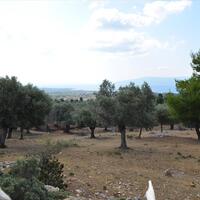 Island in Greece, 8000 sq.m.