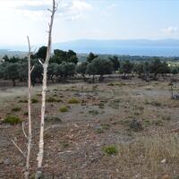 Island in Greece, 8000 sq.m.