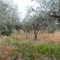 Island in Greece, 1625 sq.m.